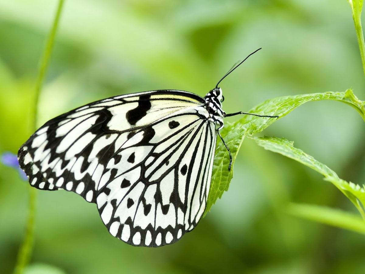 Махаон и капустница