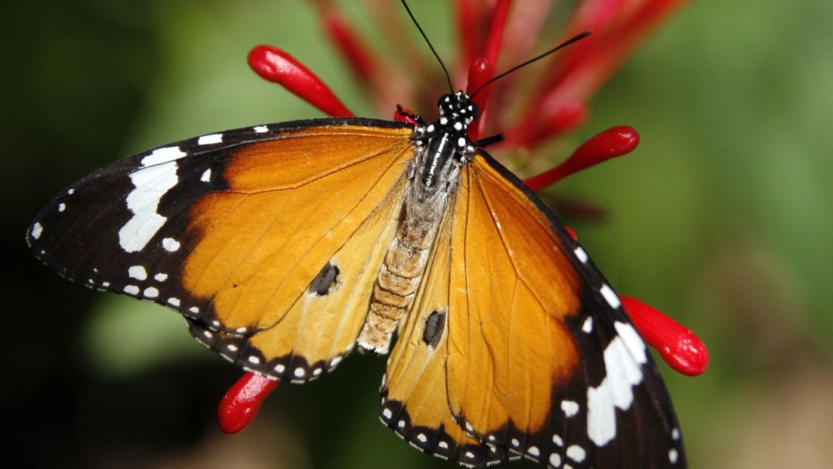 Парусник Поликсена