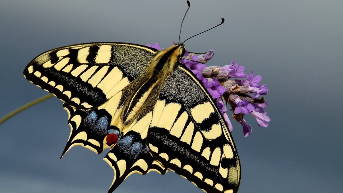 Wallpaper 2048 1536 Butterfly