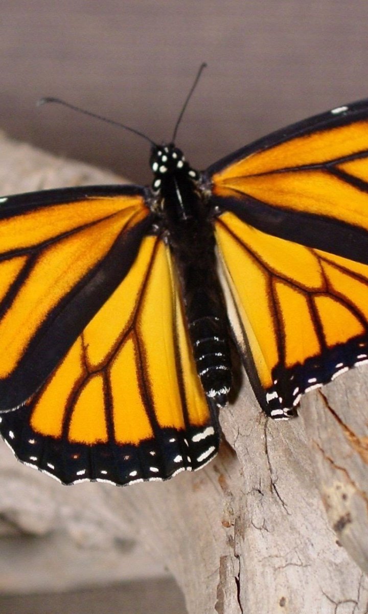 Черные бабочки на стену