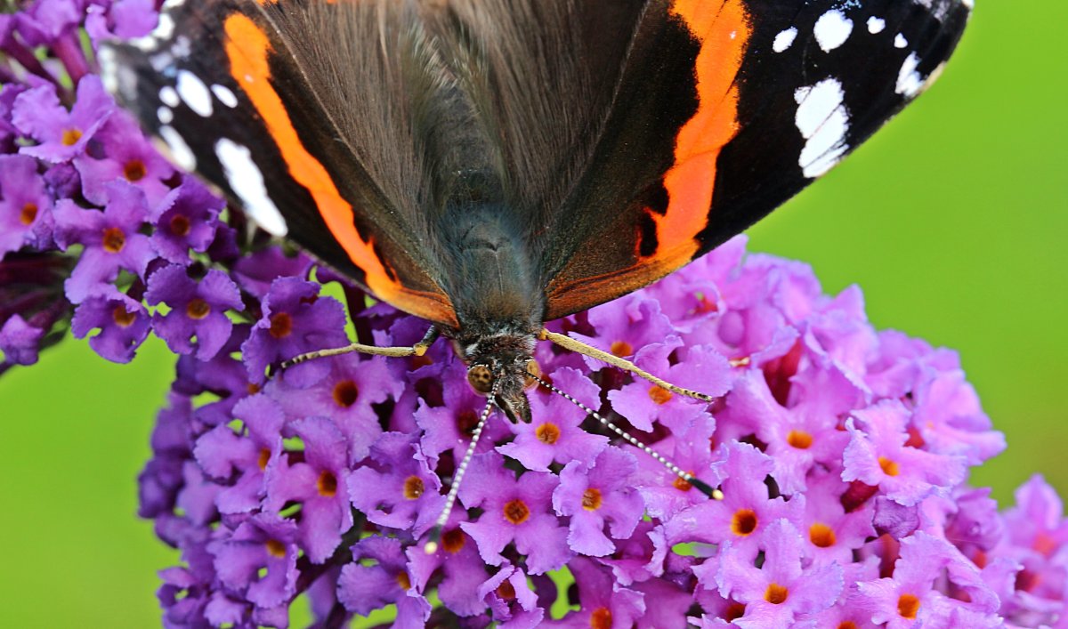 Голубянка римн