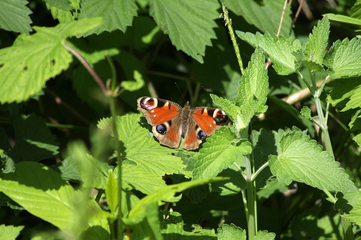 Бабочки в живой природе