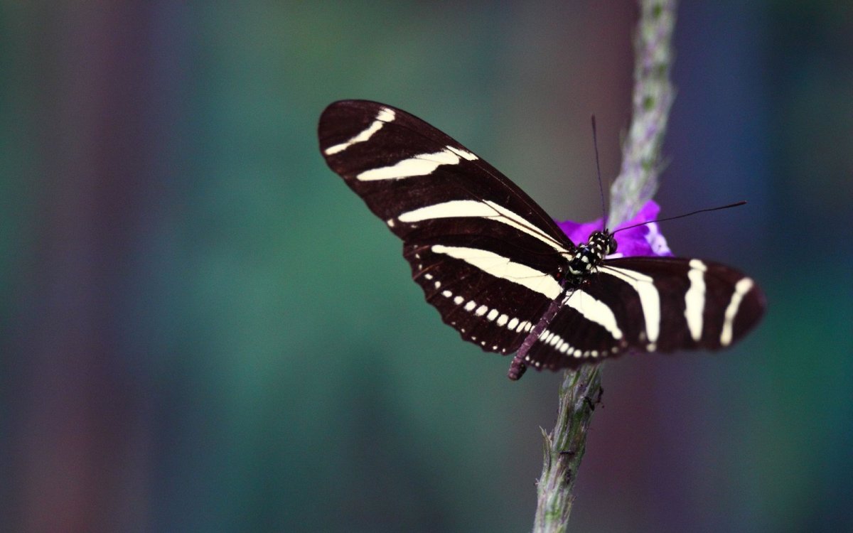 Полосатая бабочка