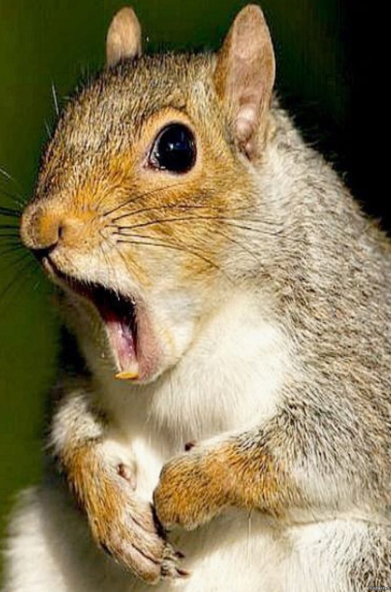 Смешные белки