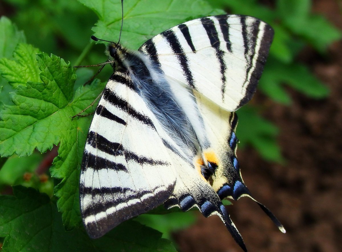 Тигровый Махаон бабочка