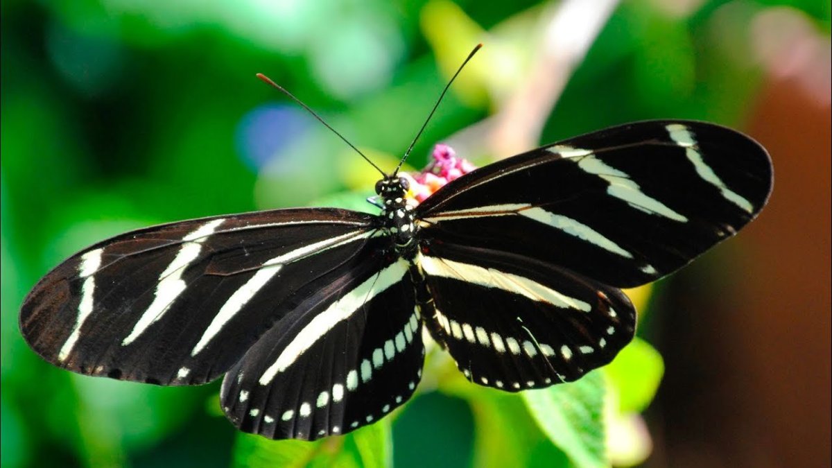 Полосатая бабочка