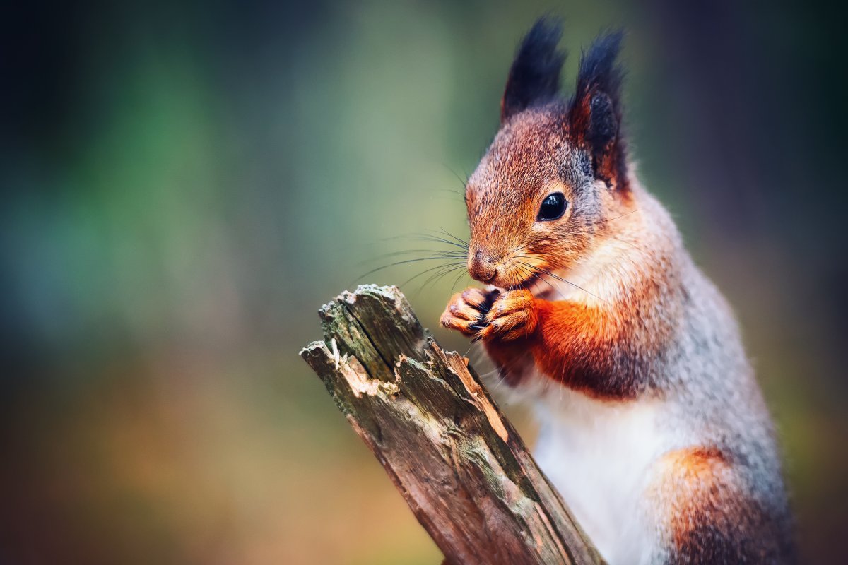 Коричневая белка