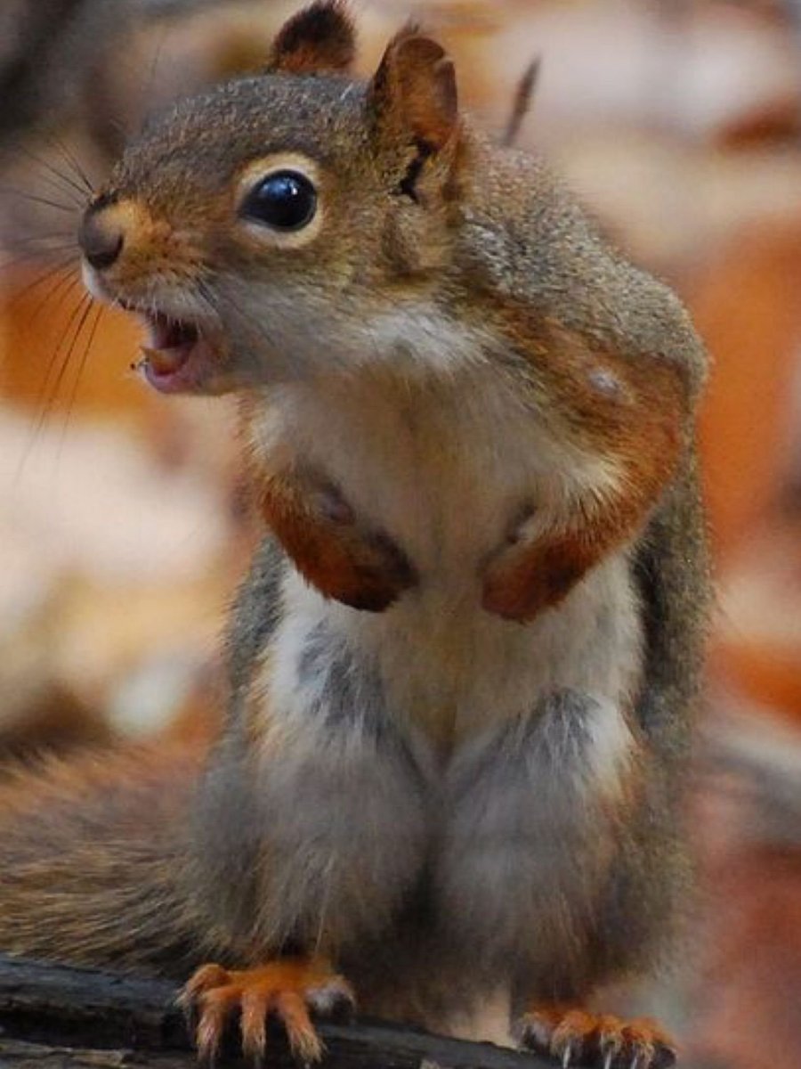 Дикая белка