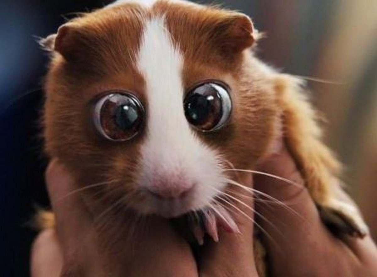 Хомяк Плаксик