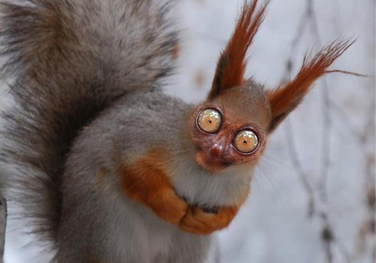 Бешеная белка