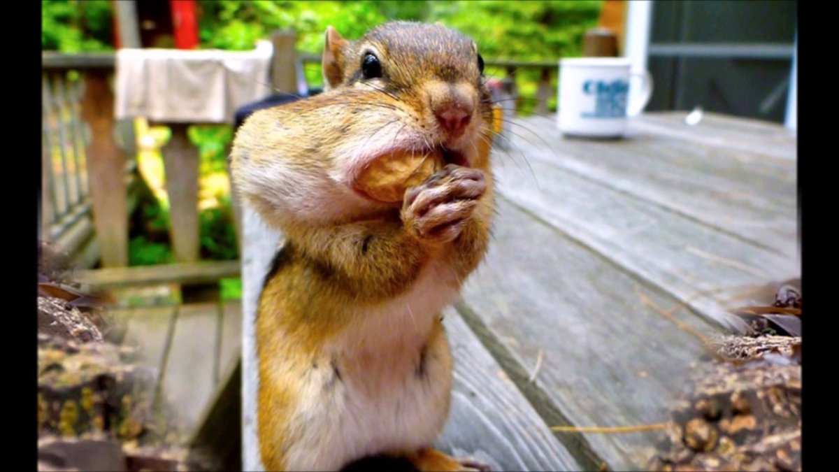 Уверенная в себе белка