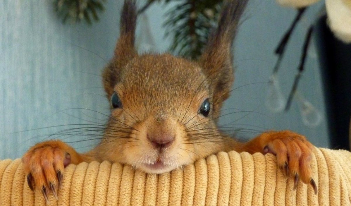 Задумчивая белка