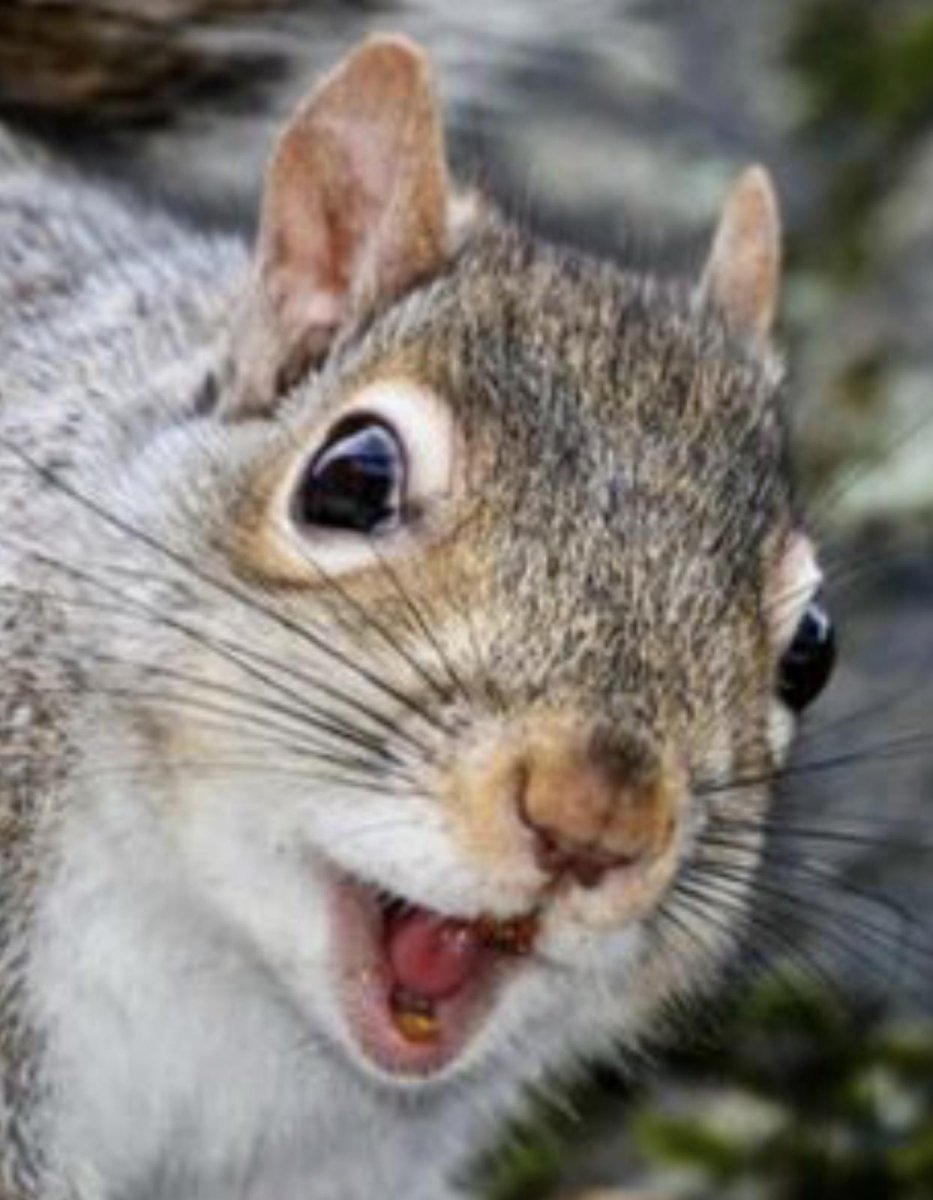 Белка удивление