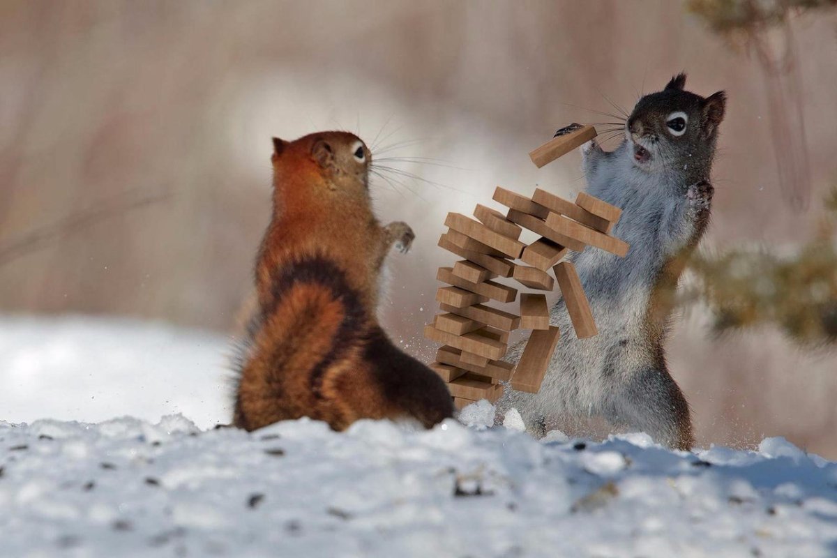 Белки дерутся