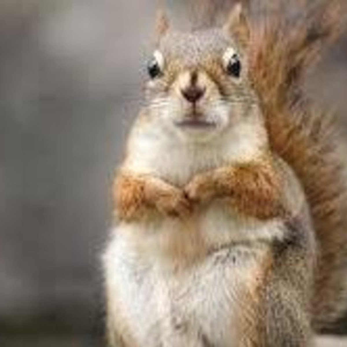 Сумасшедшая лиса