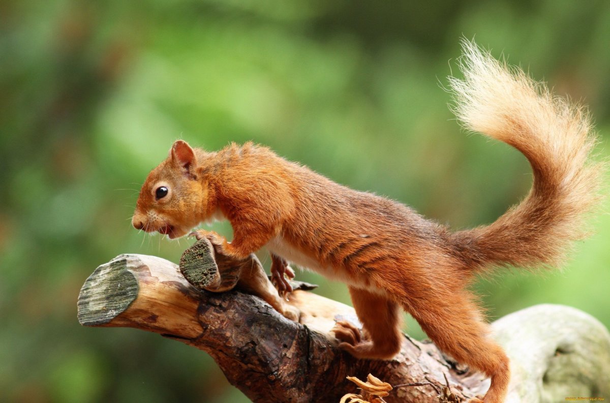 Смешная белка