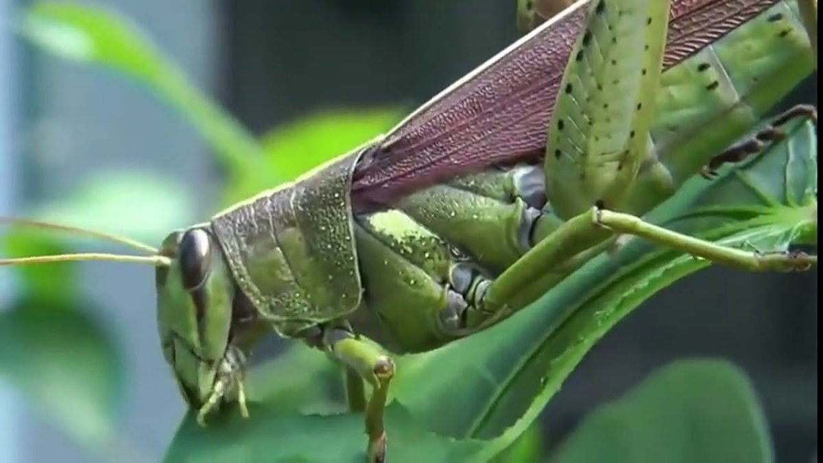 Богомол и Саранча