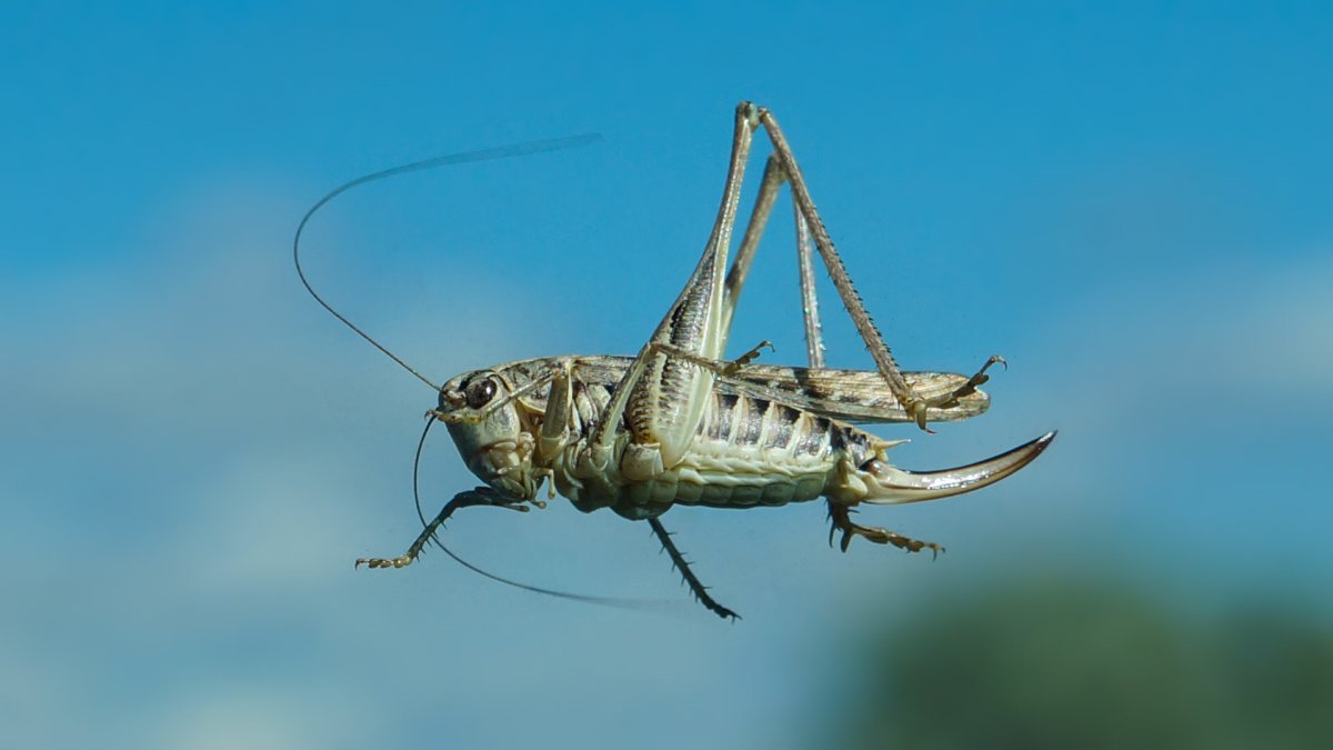 Кузнечик прыгает фото