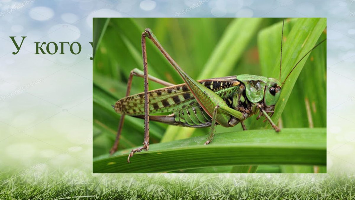 Кузнечик класс