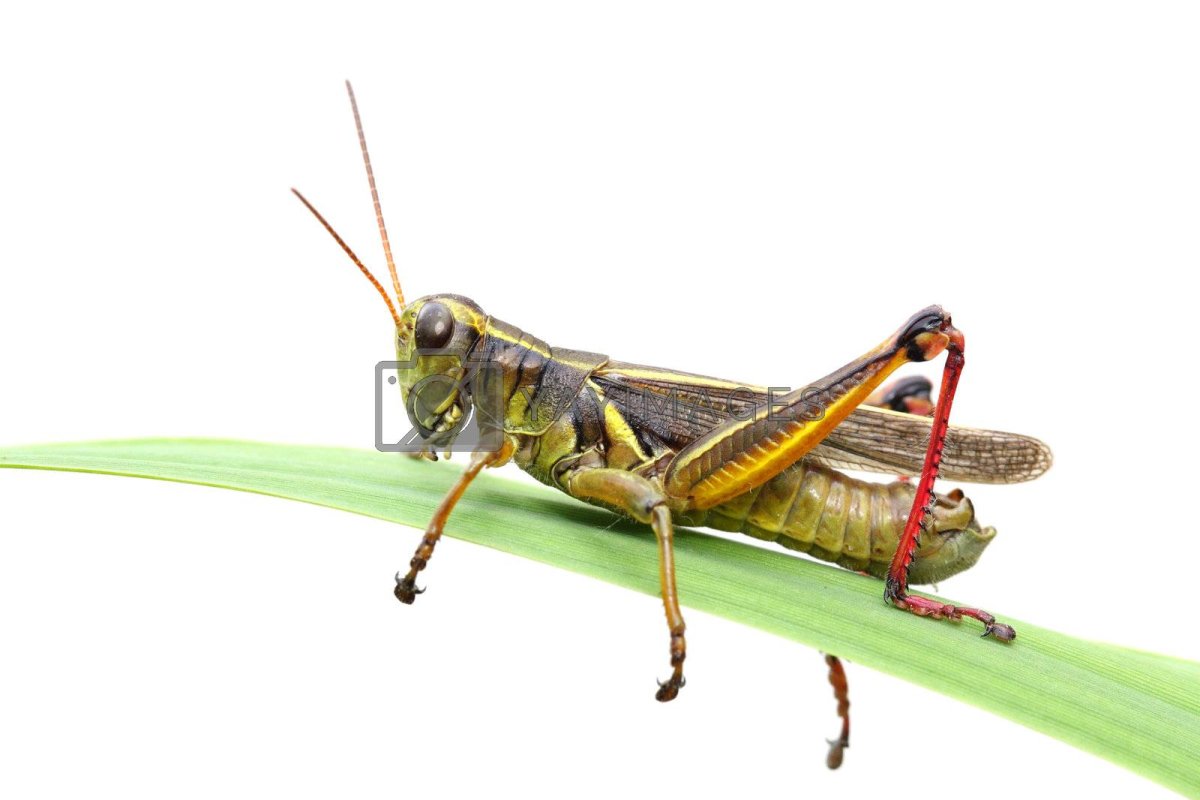 Кузнечик на прозрачном фоне