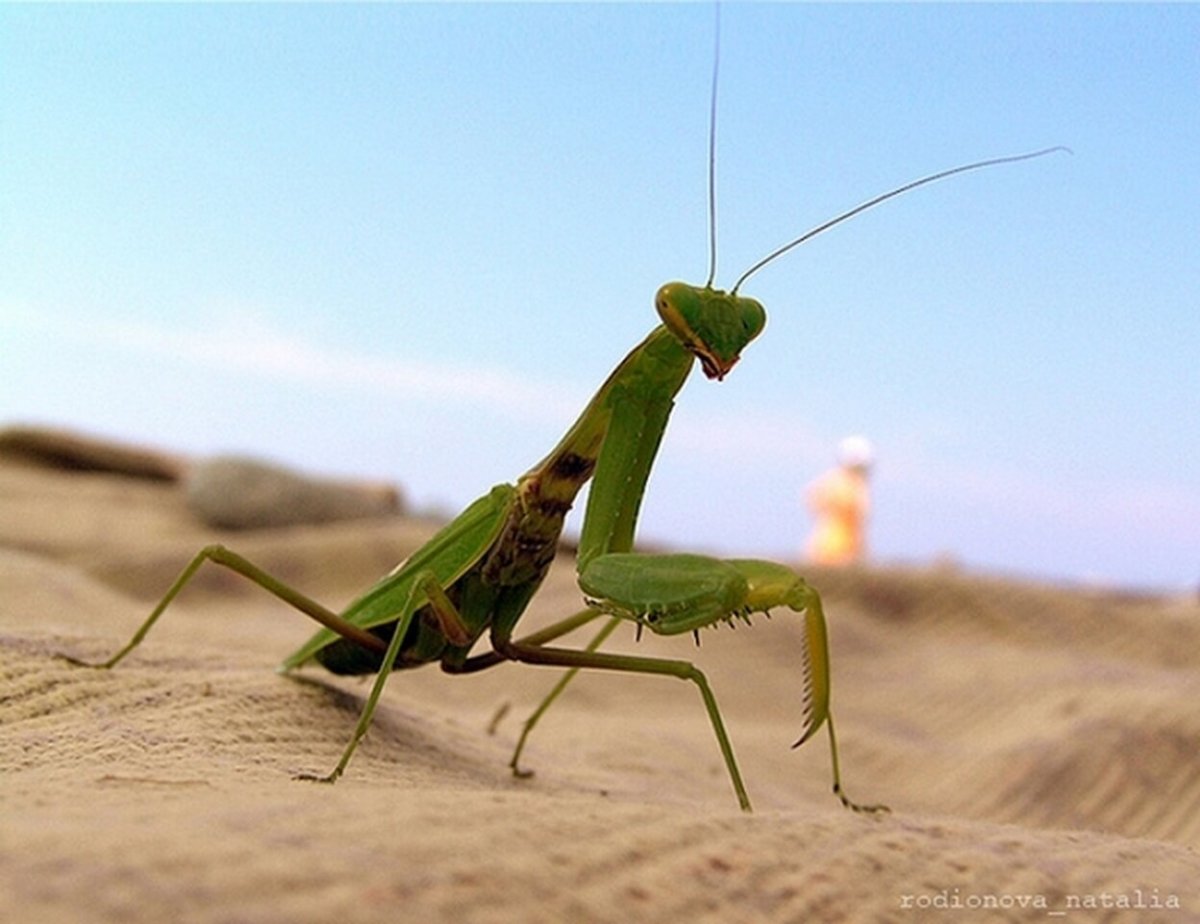 Богомол Степной