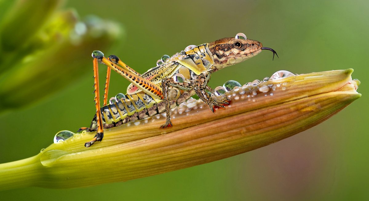 Дикая букашка