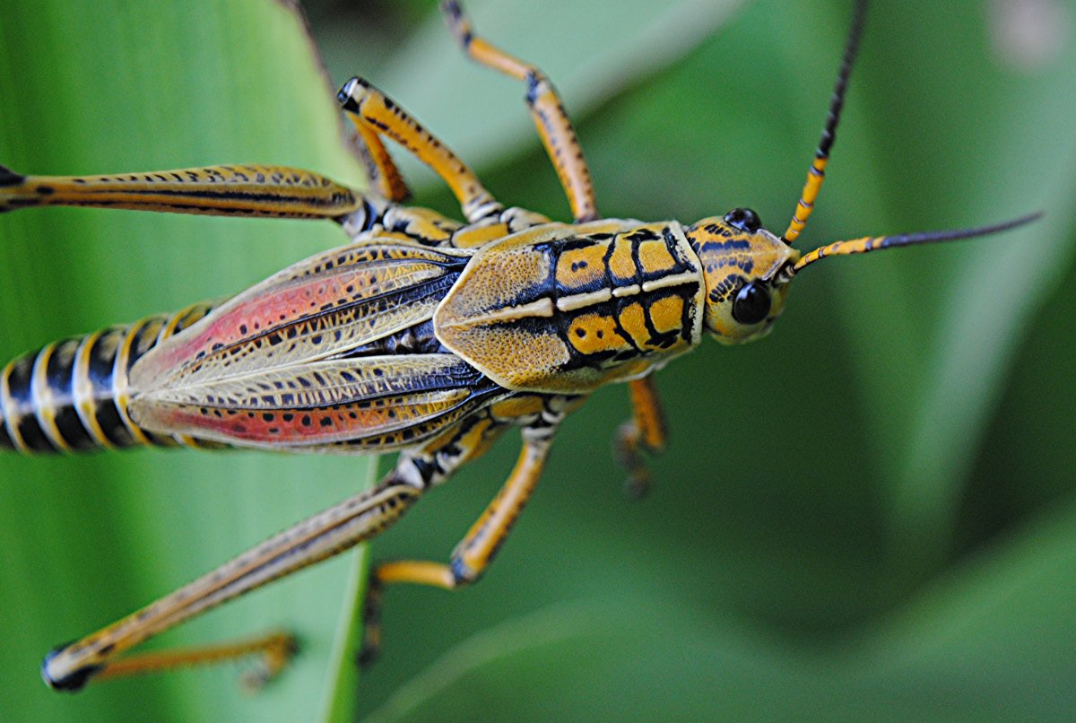 Франчо кузнечик