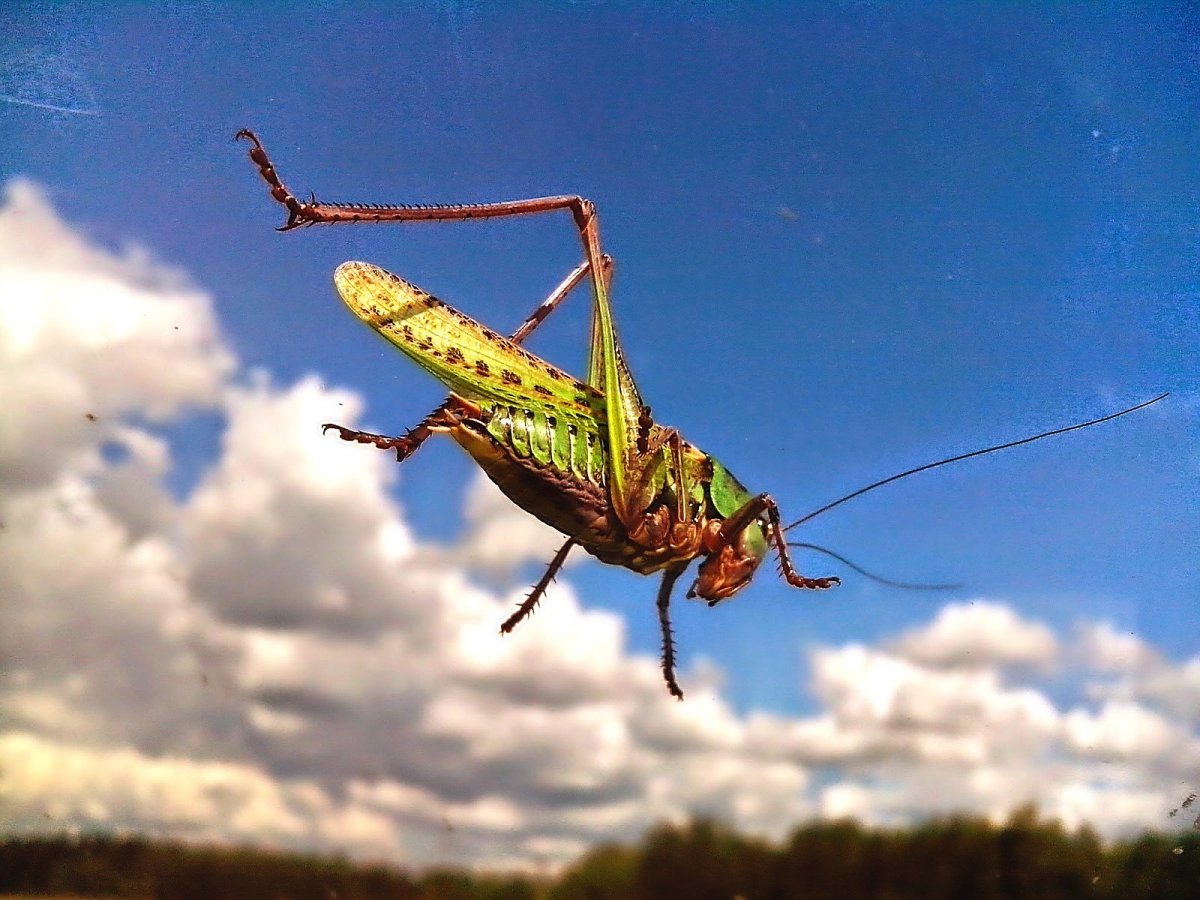 Саранча гигантская