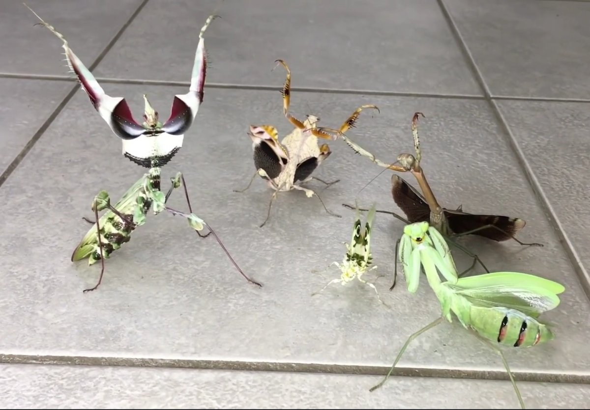 Танцующий богомол