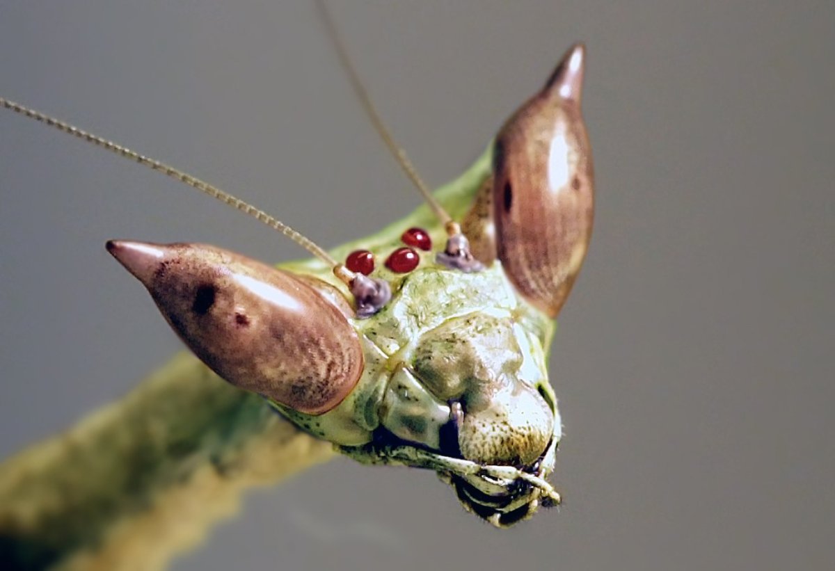 Ischnomantis Gigas богомол