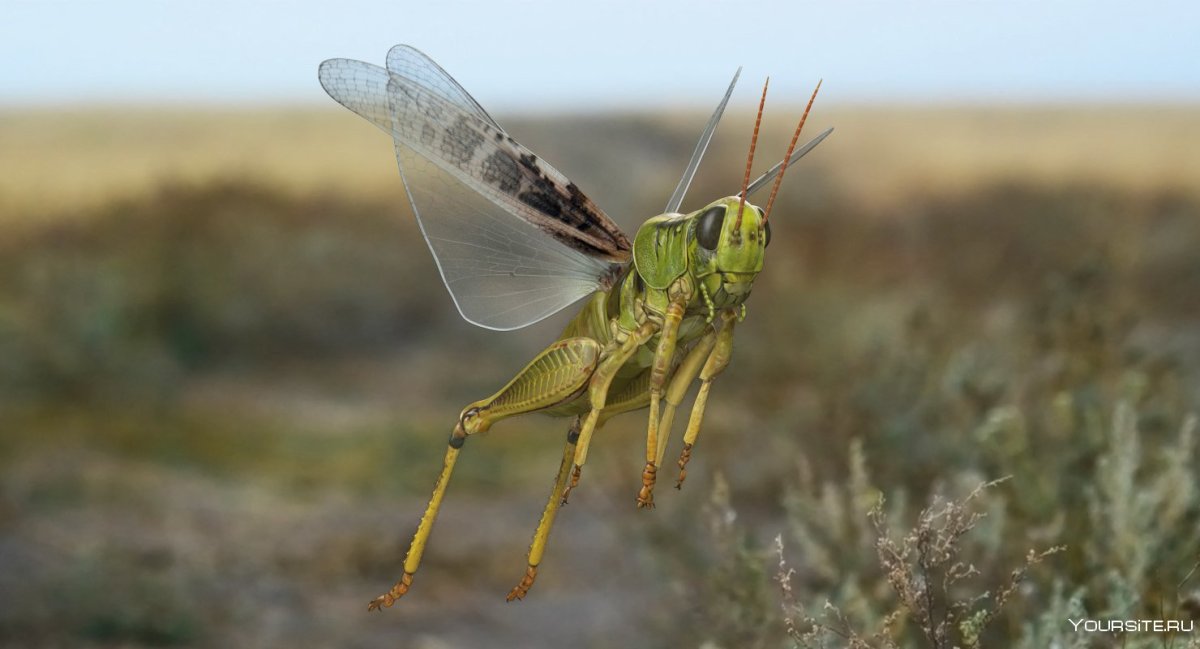 Саранча прыгает