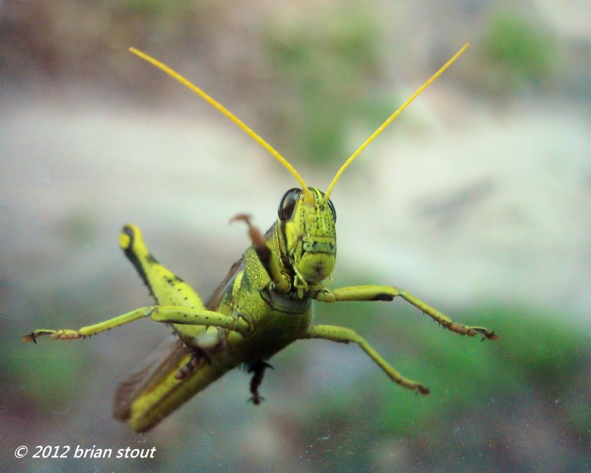 Летающий кузнечик