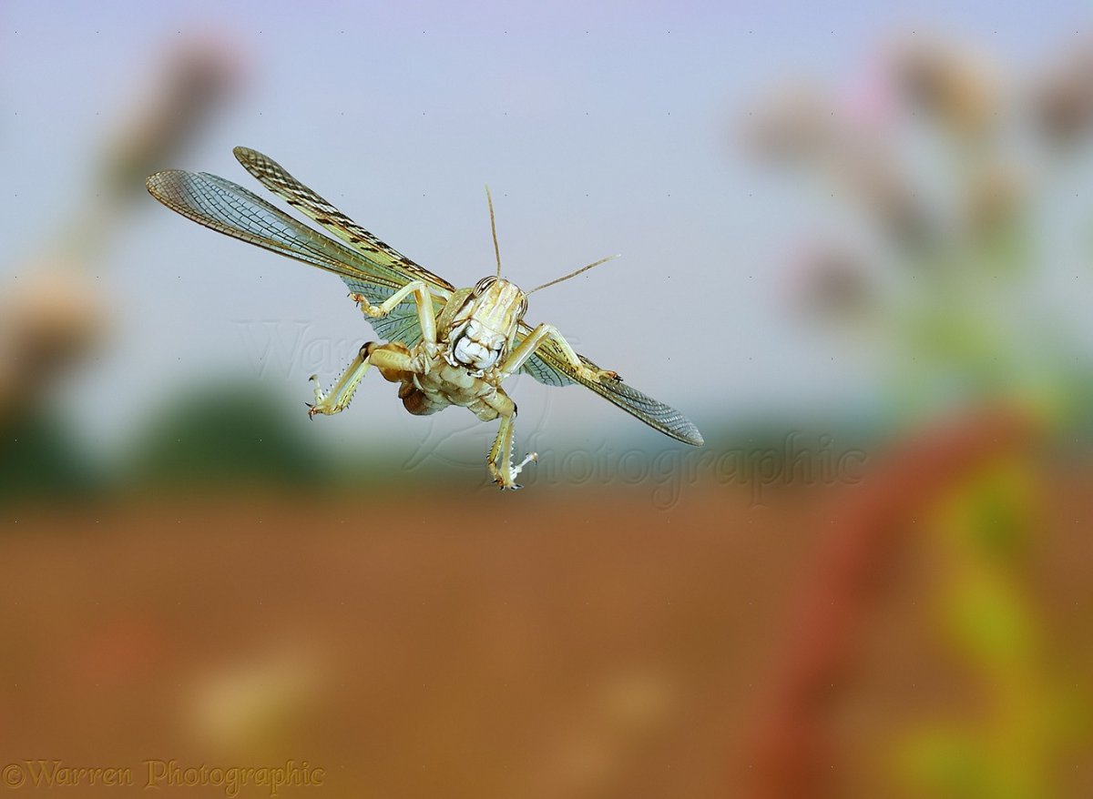 Кузнечик в полете