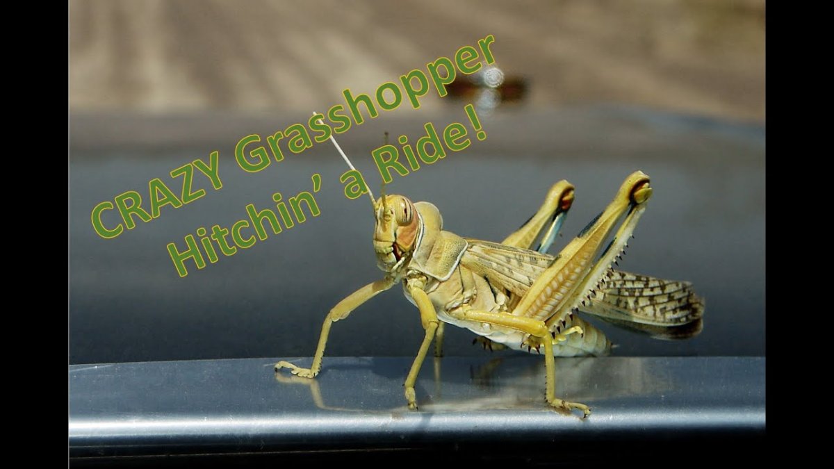Кузнечик может летать