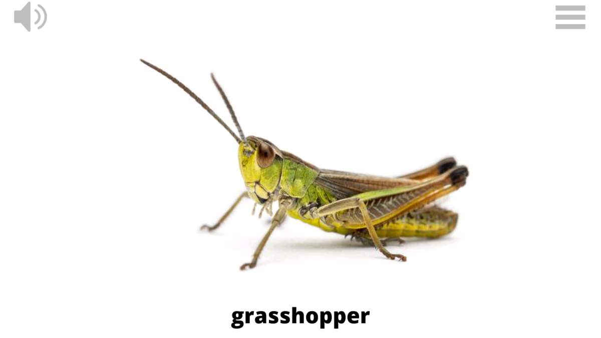 Кузнечик по немецки
