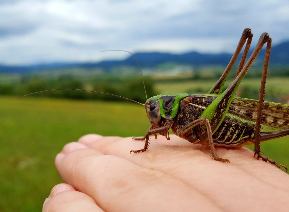 Большой сверчок