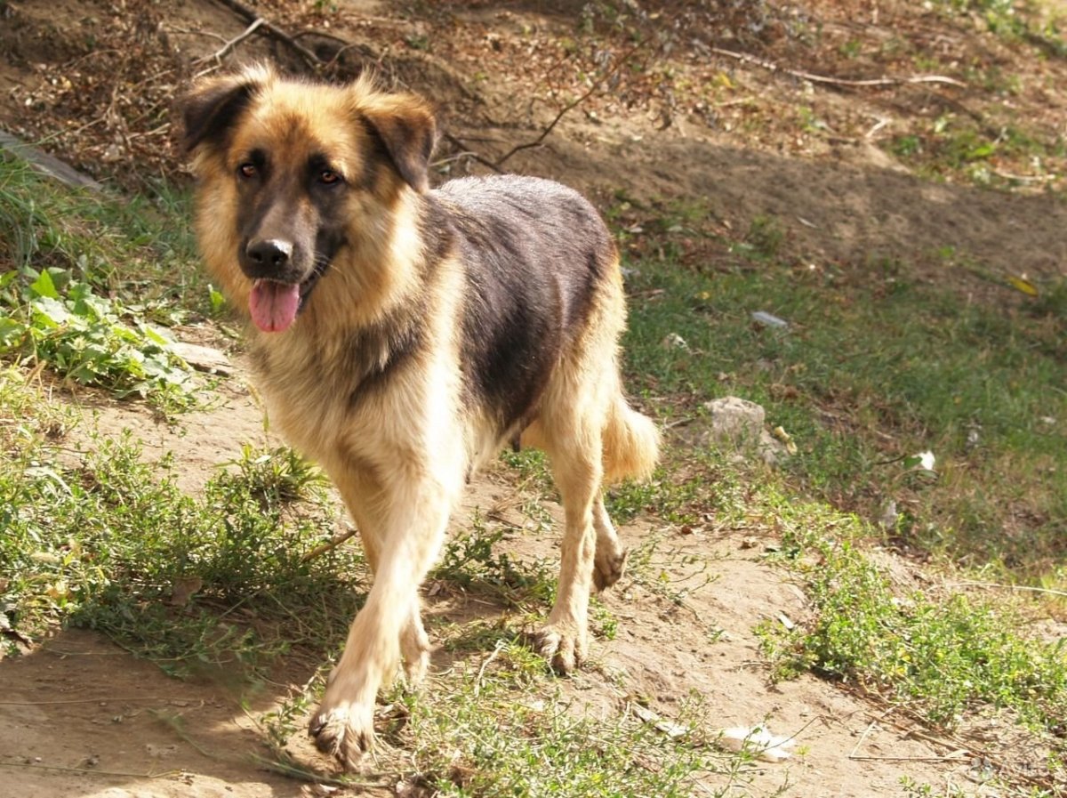 Метис овчарки и алабая