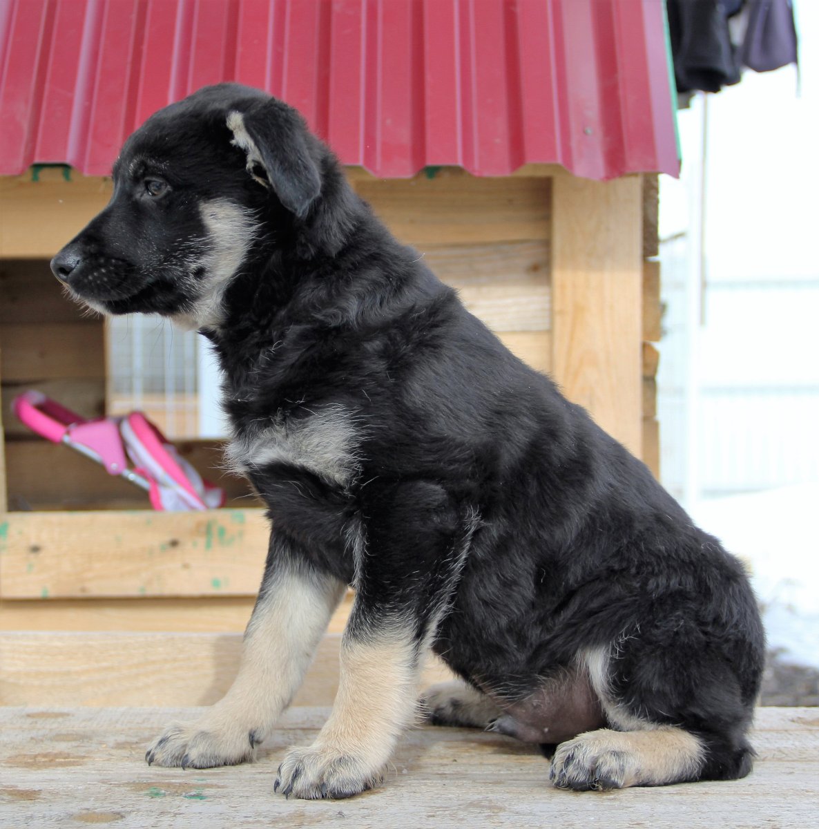 Алабай метис с овчаркой