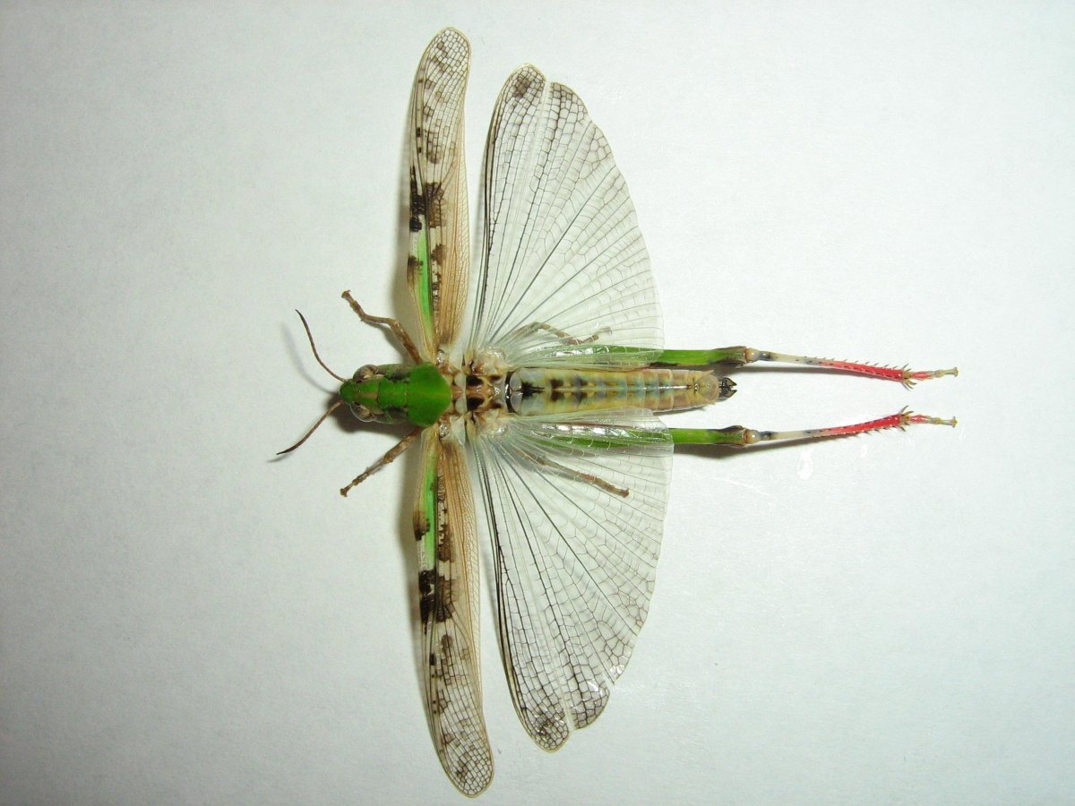 Крылья саранчи