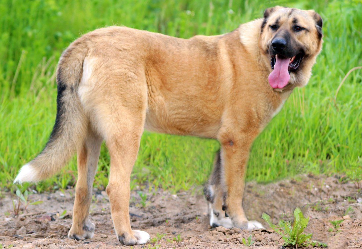 Тибетский алабай