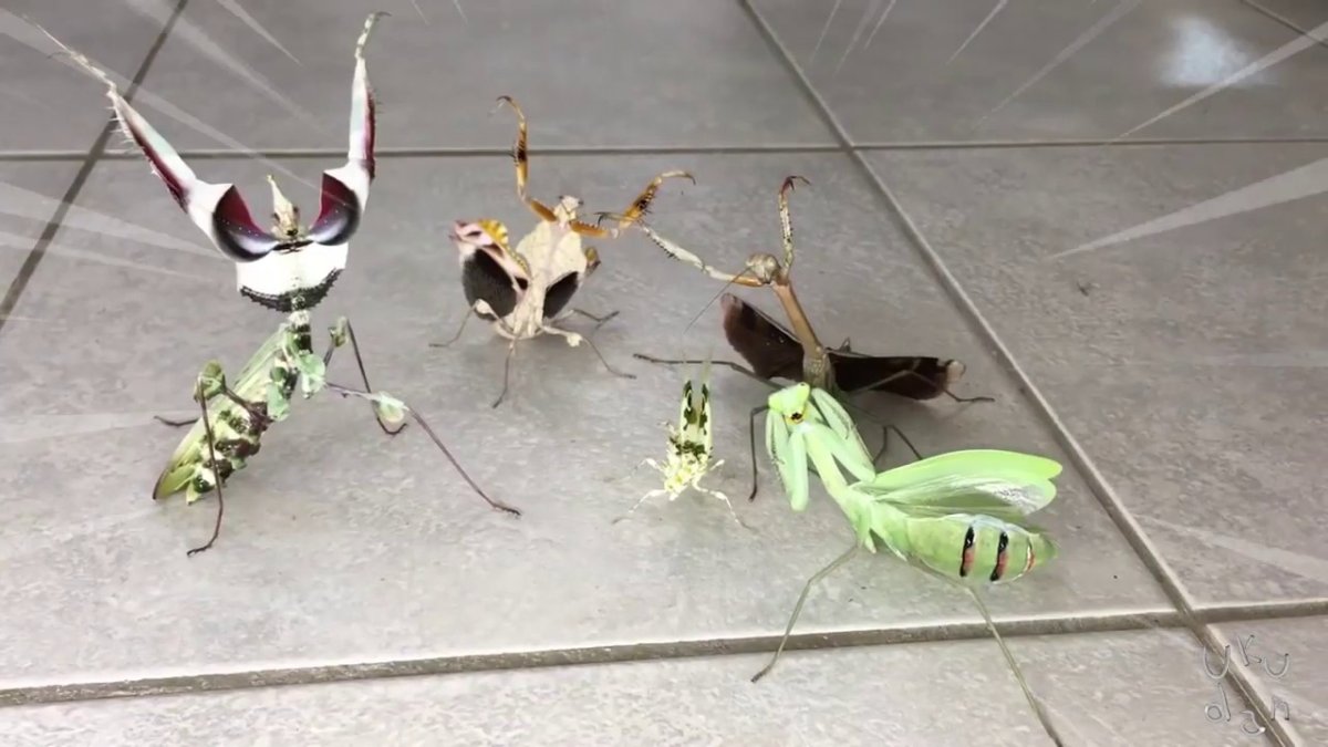 Богомол танцует