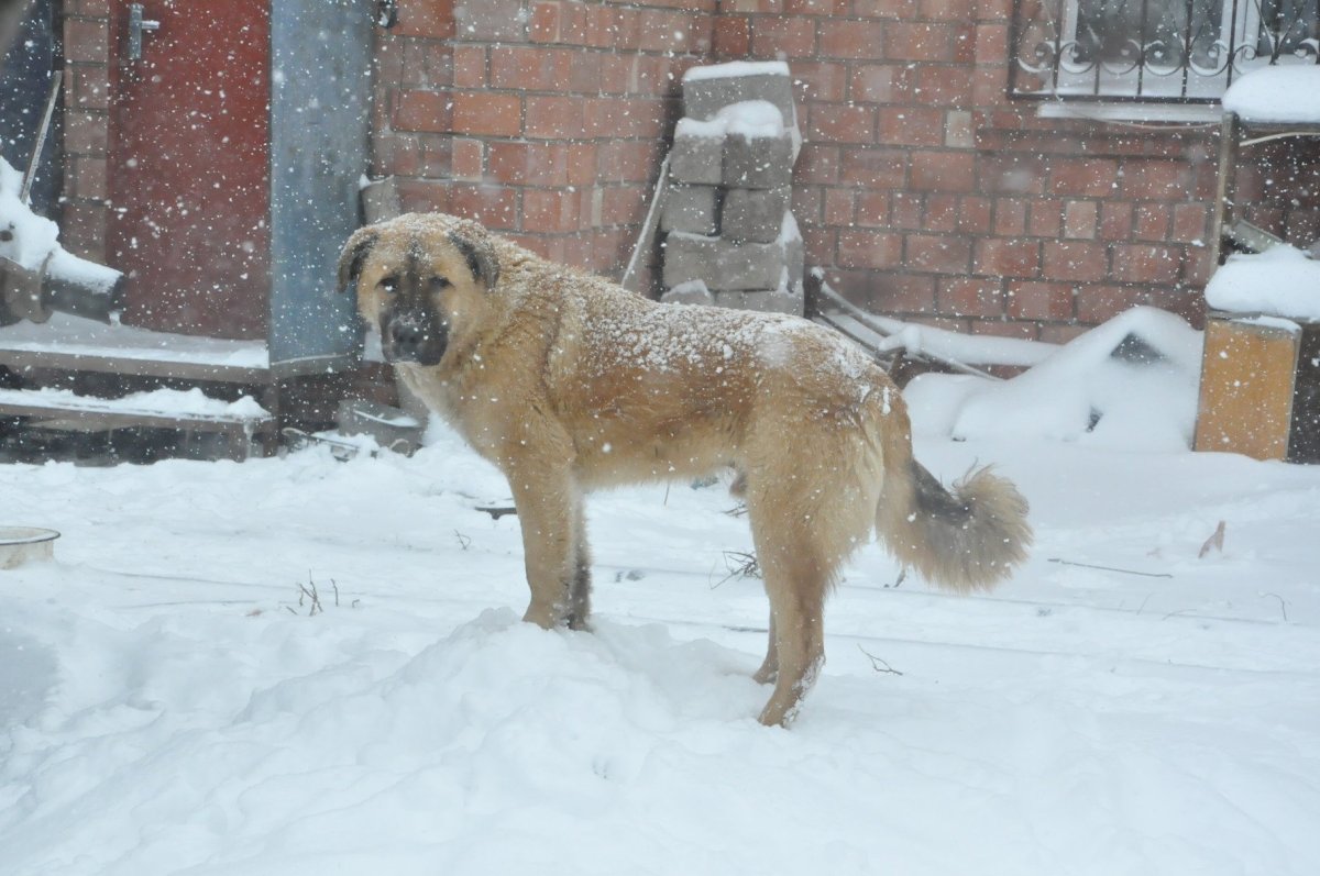 Метис волка и алабая