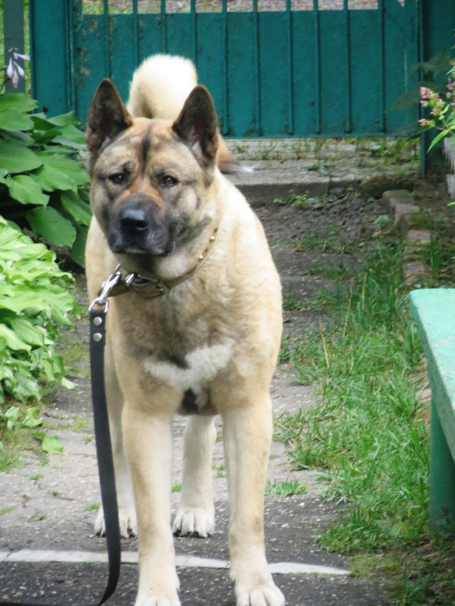 Метис овчарки и алабая