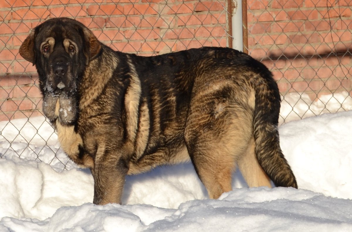 Алабай с мастифом