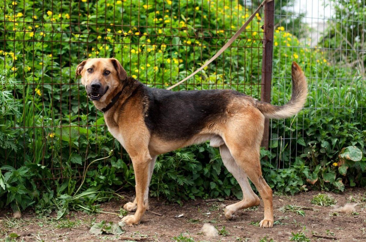 Метис гончей и овчарки