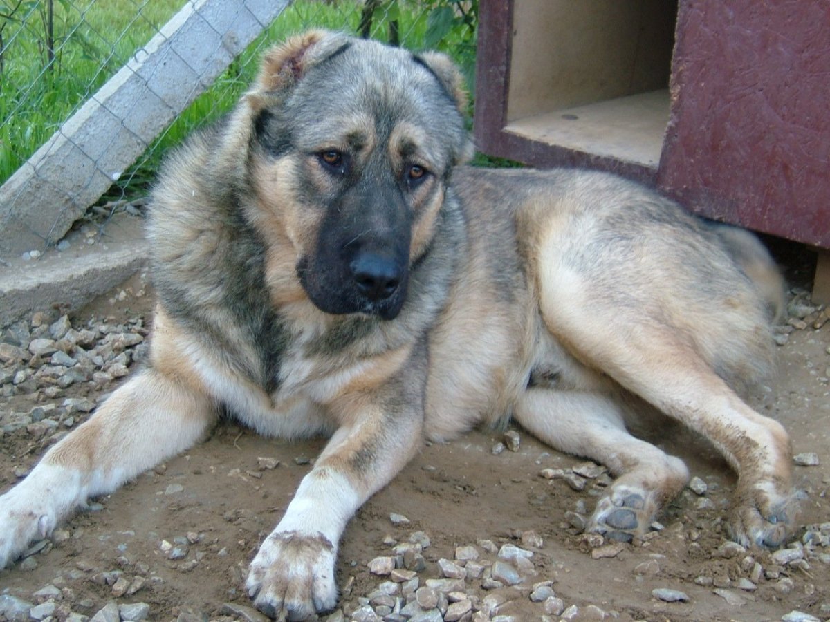 Зонарный алабай