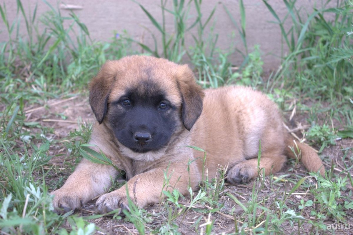 Метис кавказской овчарки и алабая щенки