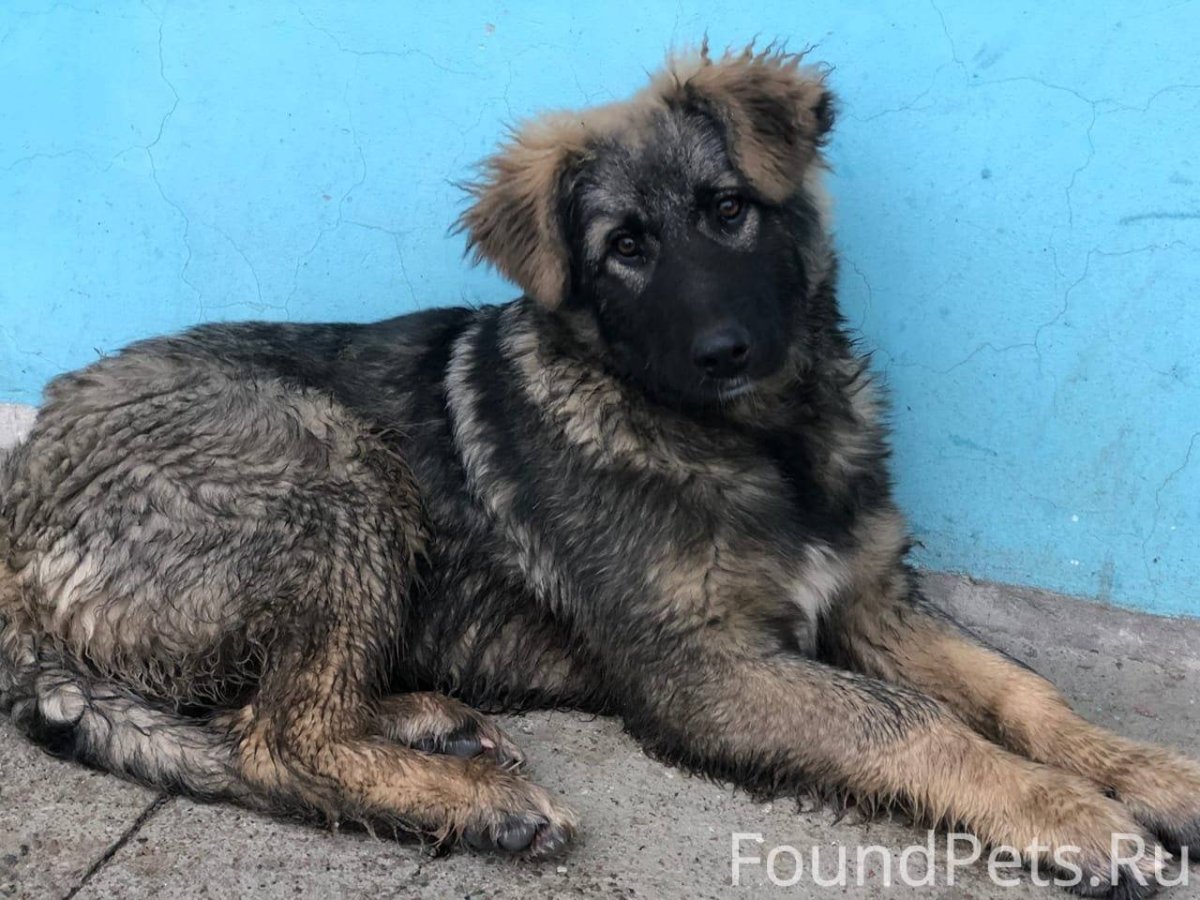 2 Мес метис кавказской овчарки