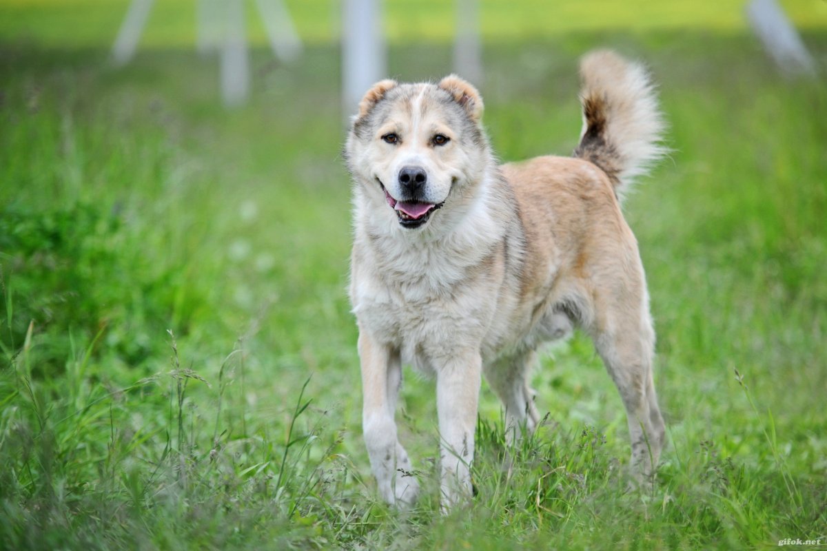Алабай с лайкой