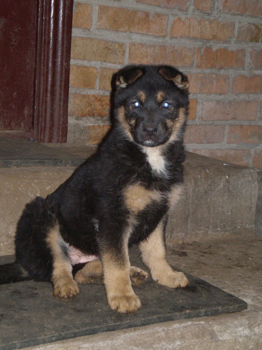 Смесь овчарки и алабая